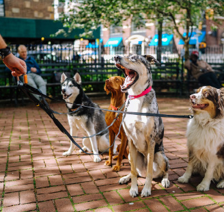 Multiple Dogs on a leash going for a walk