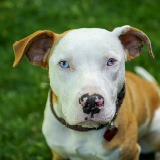 adopted dog named Duffy