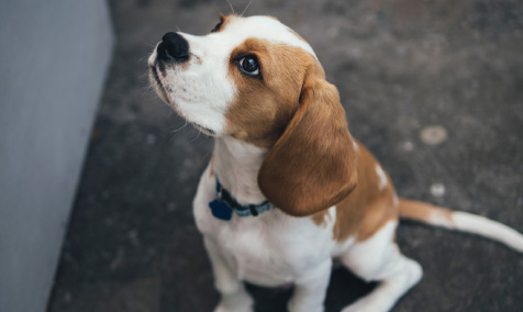 Jack the beagle
