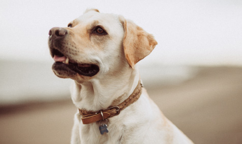 Jake the yellow lab
