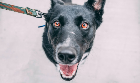 A dog named Lucas