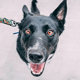 adopted dog named Lucas