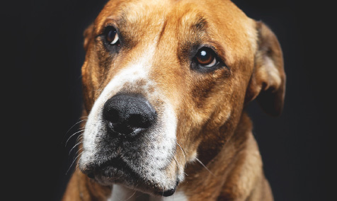 A dog named Murphy