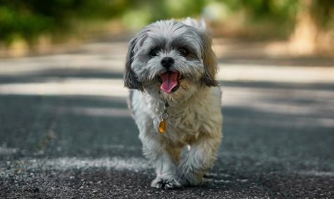 A dog named Poppy